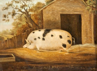 Gloucester Old Spot Pig, 1834 by John Miles of Northleach